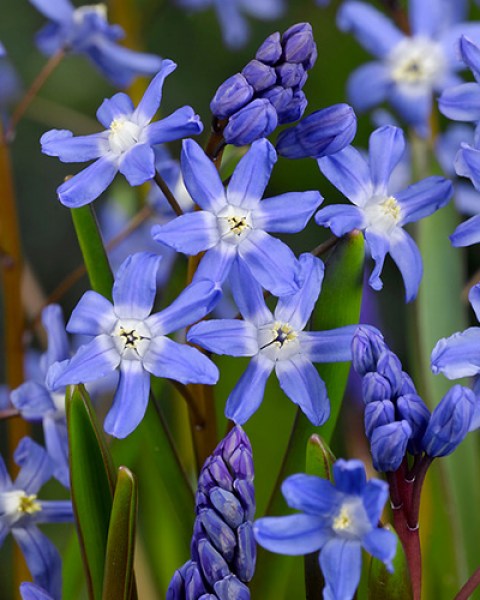 Chionodoxa sardensis